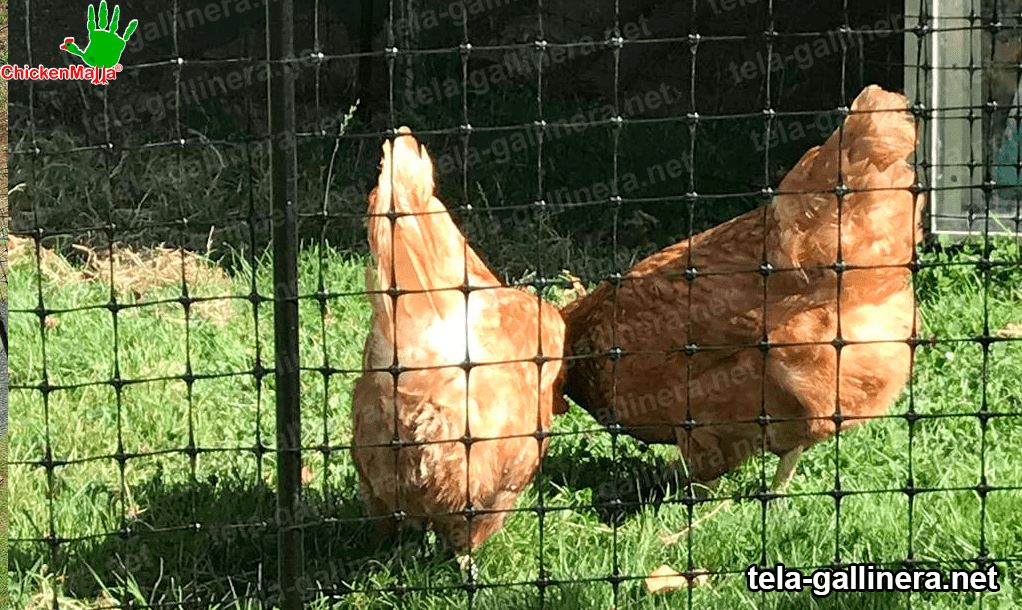 malla gallinera como protección de gallinas